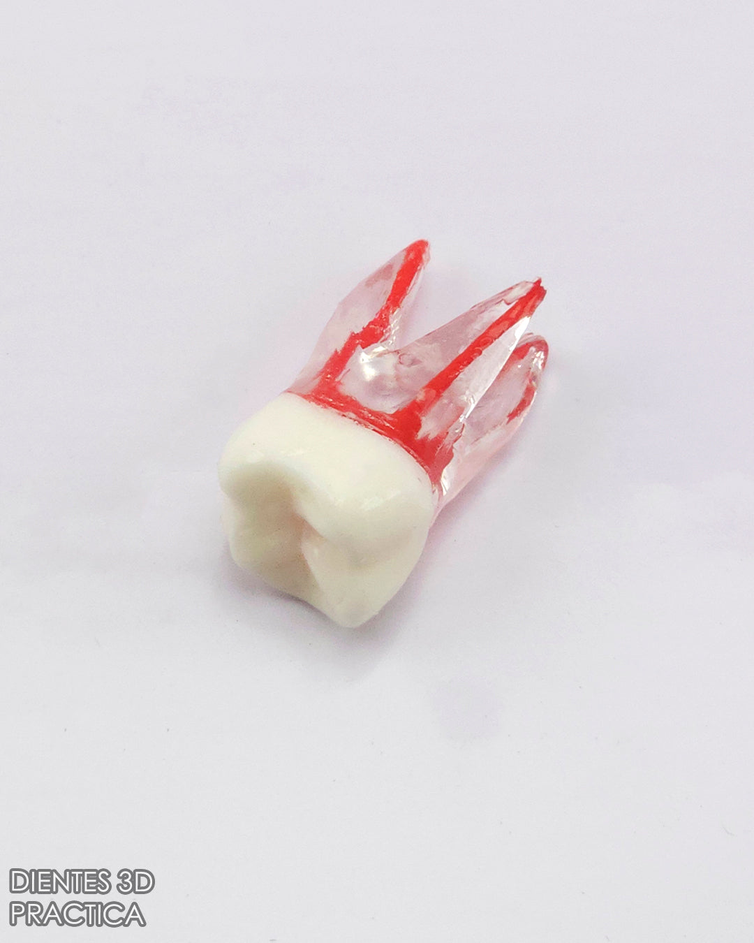 Diente 3D para Practicas (Molar, Premolar, Incisivo)