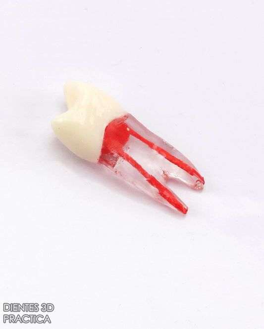 Diente 3D para Practicas (Molar, Premolar, Incisivo)