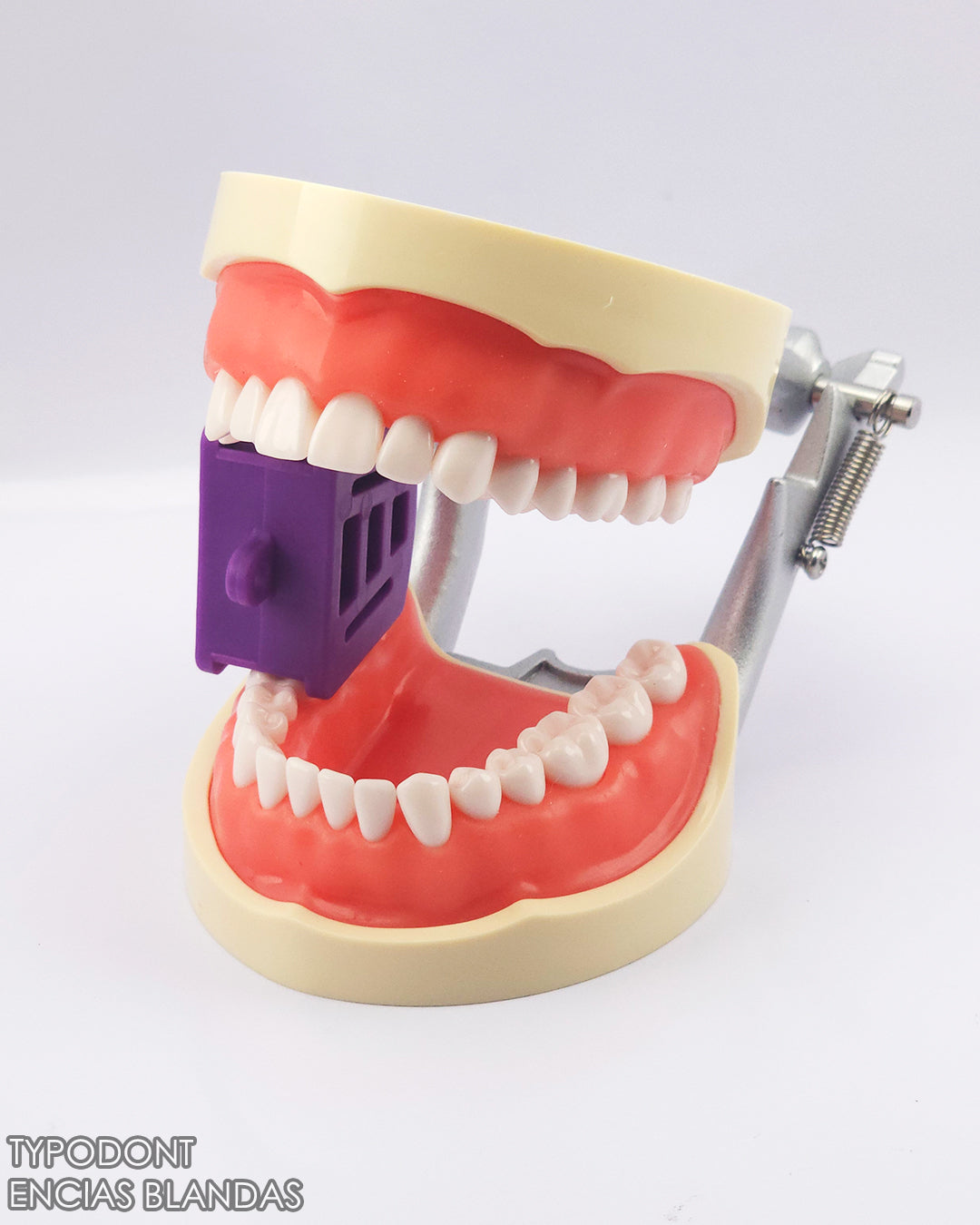 Typodont Encias Blandas