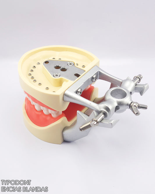 Typodont Encias Blandas