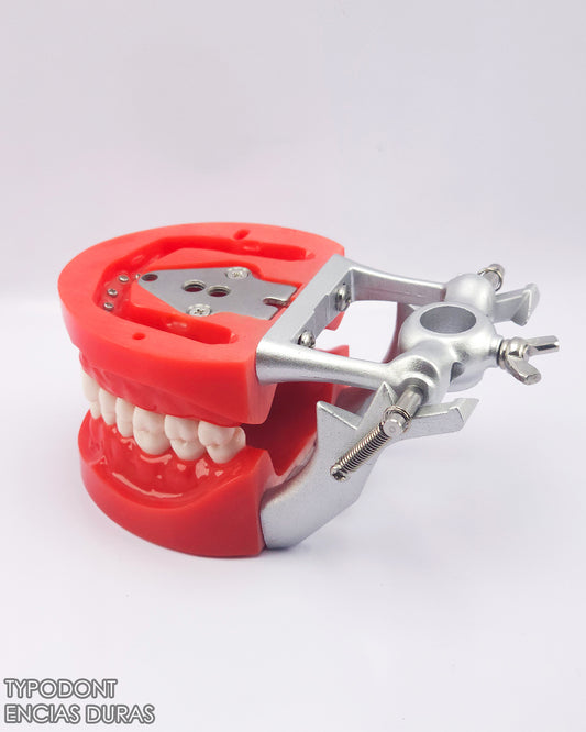 Typodont Encias Duras Adulto