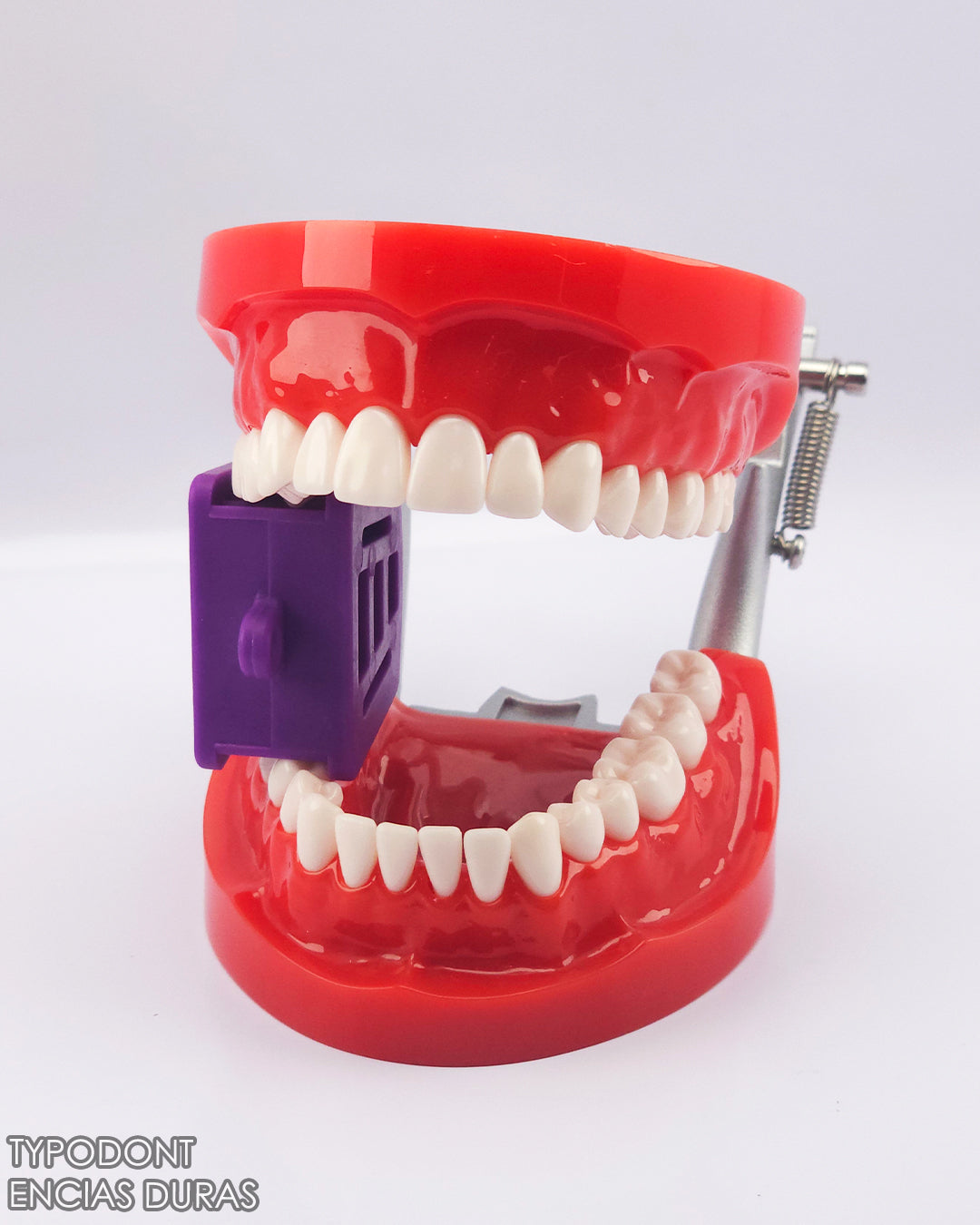 Typodont Encias Duras Adulto