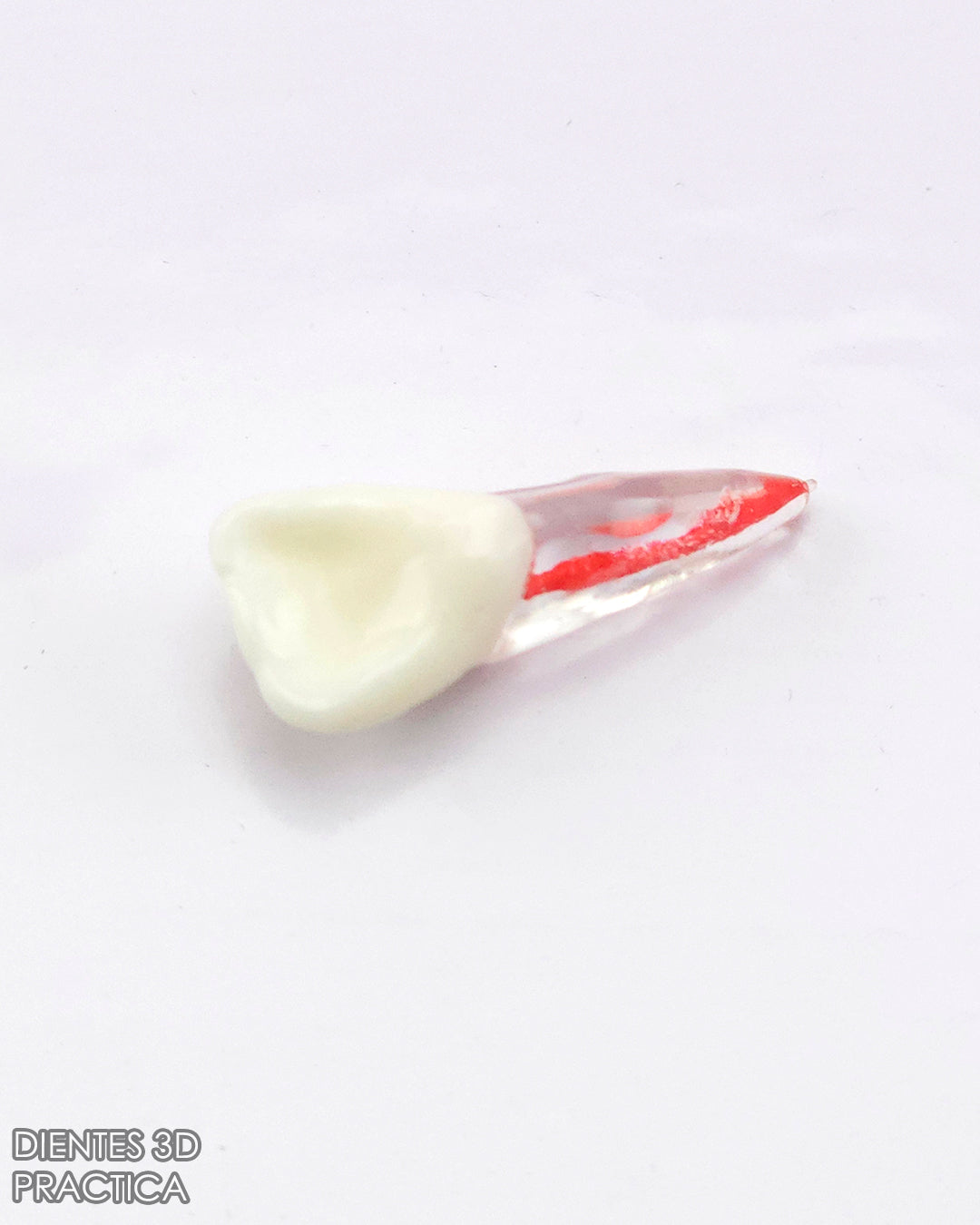Diente 3D para Practicas (Molar, Premolar, Incisivo)