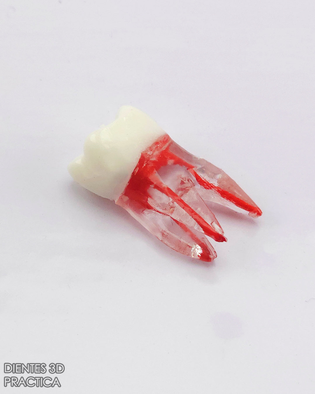 Diente 3D para Practicas (Molar, Premolar, Incisivo)