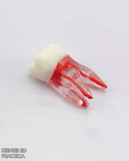 Diente 3D para Practicas (Molar, Premolar, Incisivo)