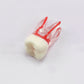 Diente 3D para Practicas (Molar, Premolar, Incisivo)