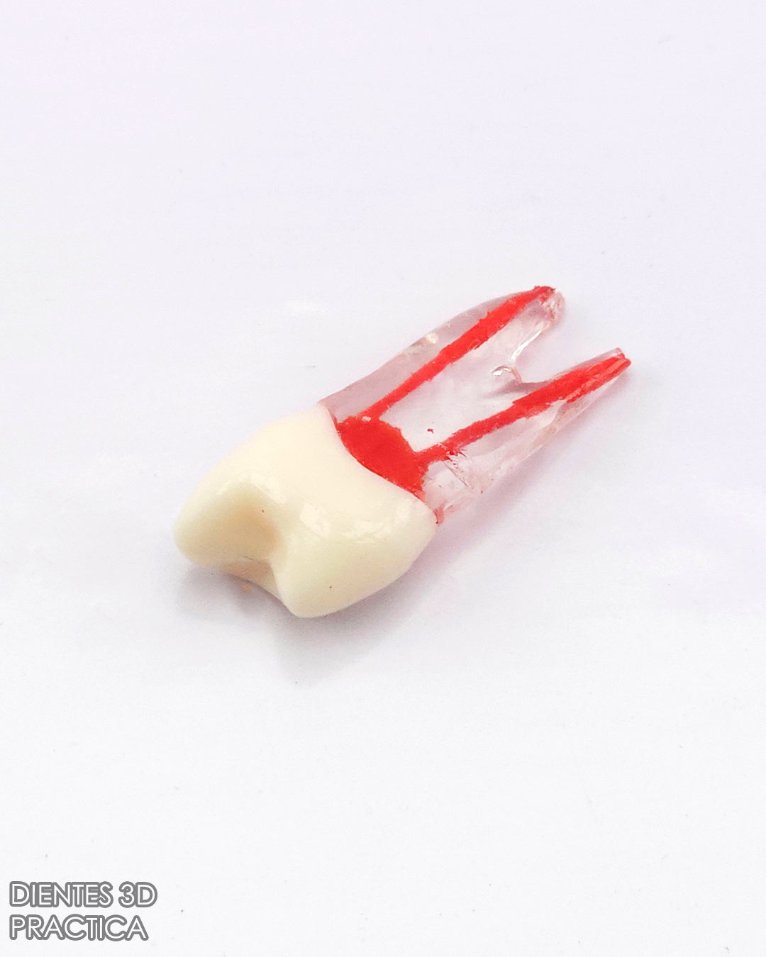 Diente 3D para Practicas (Molar, Premolar, Incisivo)