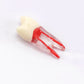 Diente 3D para Practicas (Molar, Premolar, Incisivo)