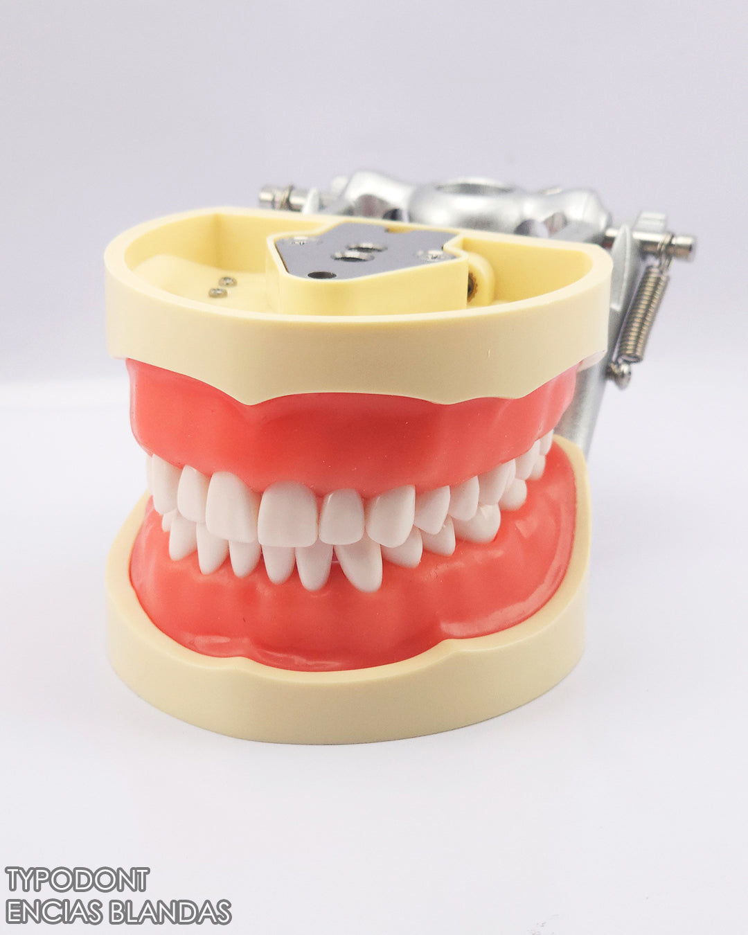 Typodont Encias Blandas