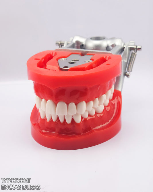 Typodont Encias Duras Adulto